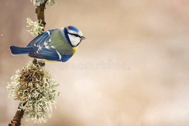 Blue tit Cyanistes caeruleus sitting on a beautiful stick with moss stock image