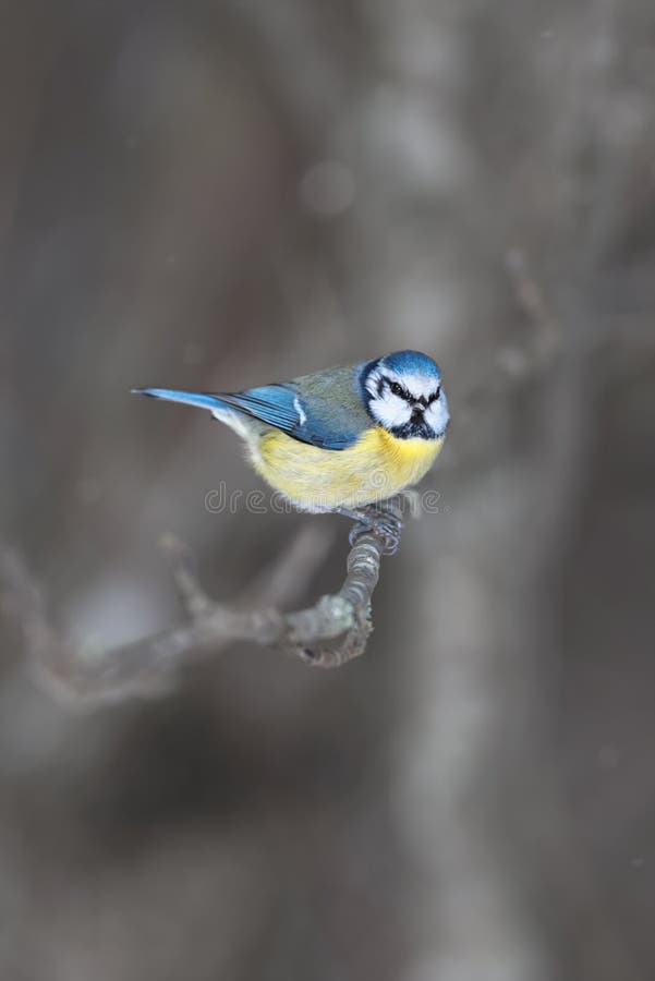 Blue tit, Cyanistes caeruleus sitting on a branch