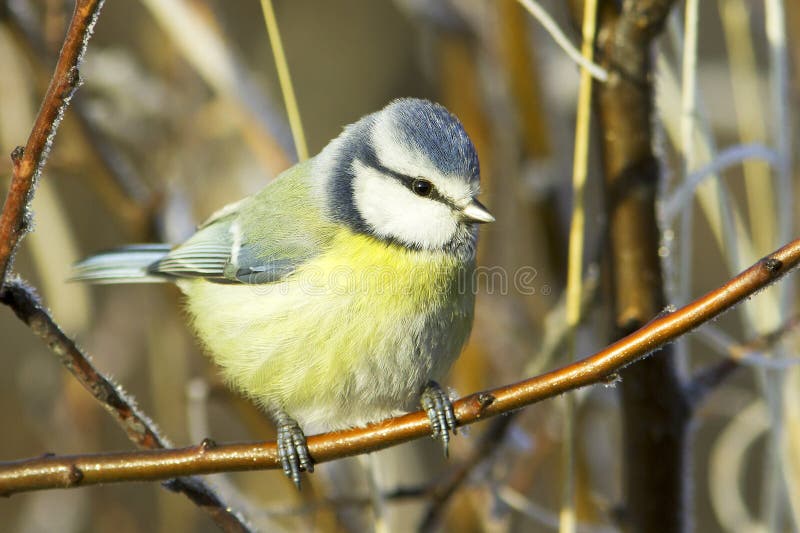 Blue tit / Cyanistes (Parus) caeruleus