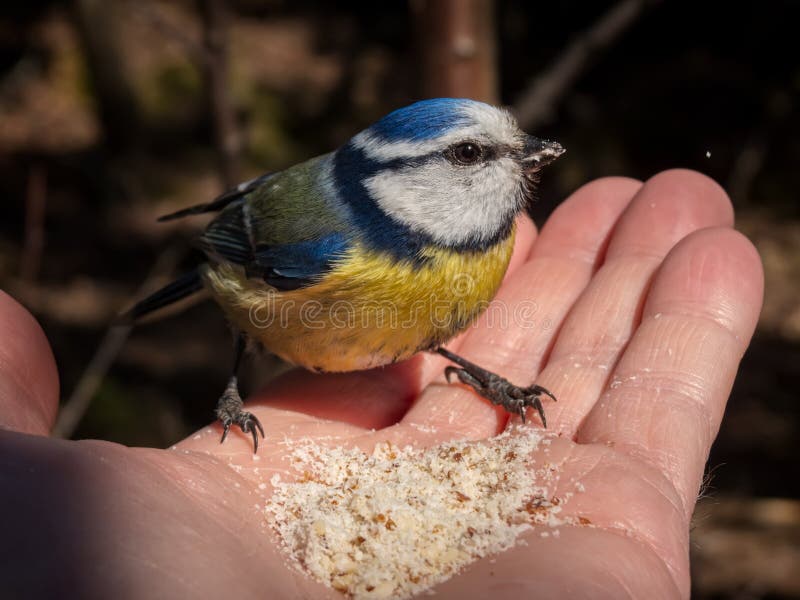 Blue tits and chaffinches could be seen in good numbers