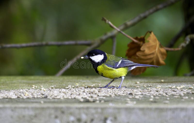 A Blue Tit - Cyanistes Caeruleus - Feasting on Sunflower Hearts On A Bird Table.  Their diet includes insects, caterpillars ,seeds, and nuts.  One Blue Tit may be feeding four or more others.  They are commonly seen in woodland, hedgerows, parks and gardens.Common throughout Europe they number some 30 to 40 million pairs. A Blue Tit - Cyanistes Caeruleus - Feasting on Sunflower Hearts On A Bird Table.  Their diet includes insects, caterpillars ,seeds, and nuts.  One Blue Tit may be feeding four or more others.  They are commonly seen in woodland, hedgerows, parks and gardens.Common throughout Europe they number some 30 to 40 million pairs.