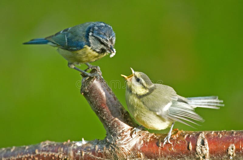 Blue Tit feeding a fledgling bird.