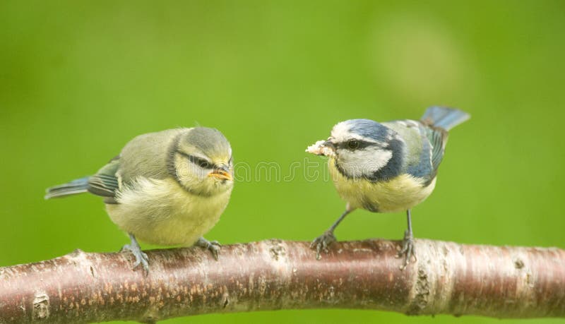 Blue tit fledgling and mother bird.