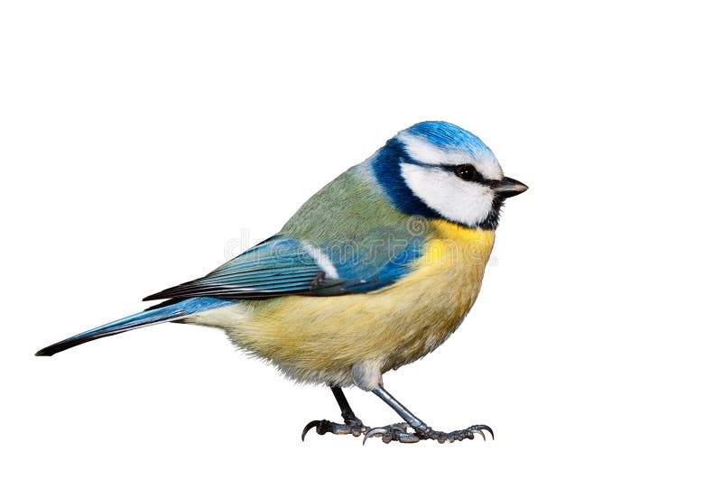 Blue tit isolated on white background