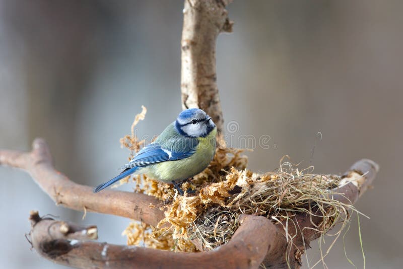 Blue tit in its nest