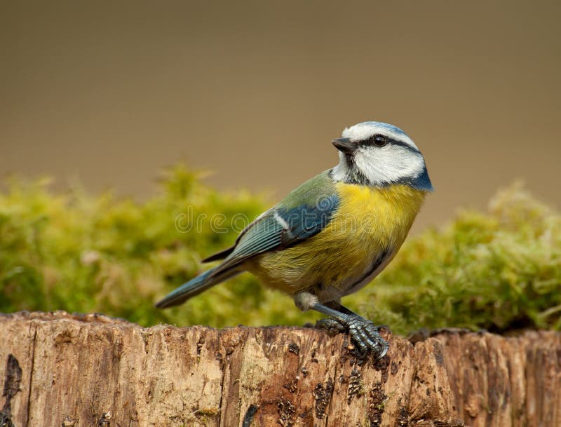 Blue tit looking back