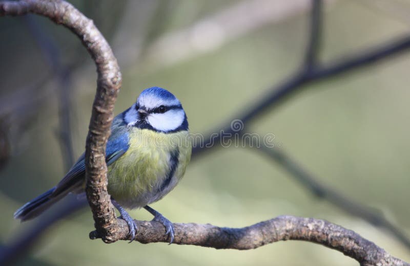 Blue Tit (Parus caeruleus)