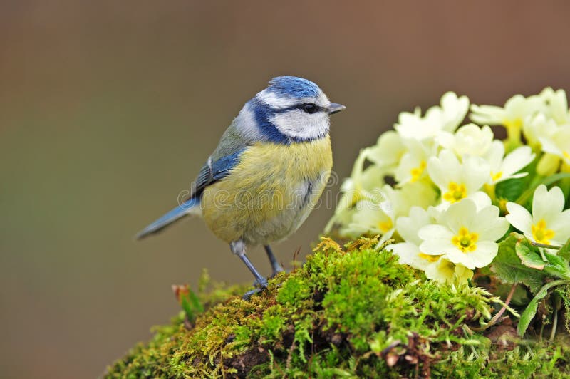 Free Wonderful Vintage Blue Tit Drawings For Spring