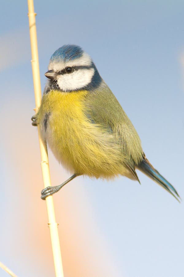 Blue tit on reed / Parus caeruleus