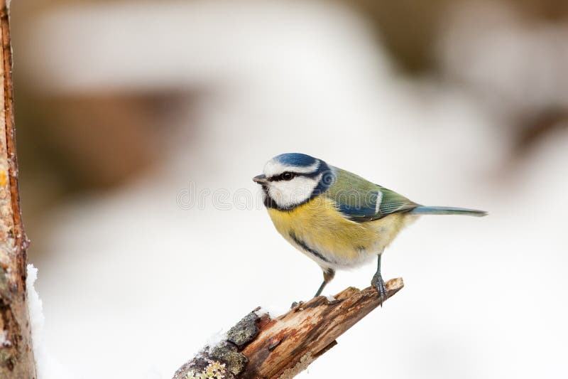 Blue Tit on Rotten Branch with Winter Snow