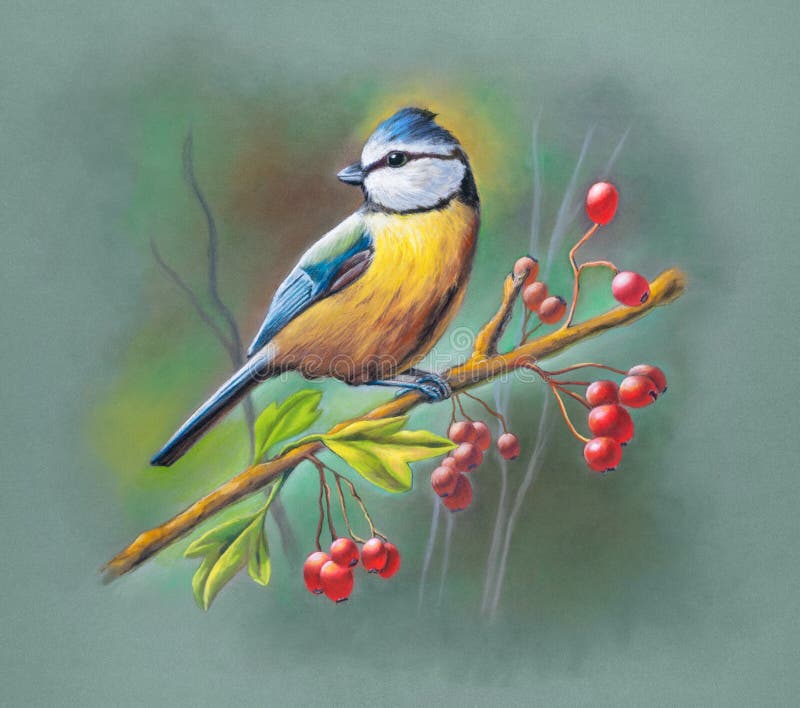 Blue tit soft pastel portrait royalty free illustration