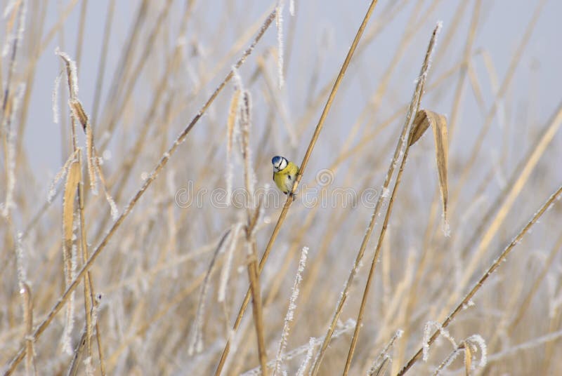 Piccolo blu tetta appollaiarsi sul canna inverno.