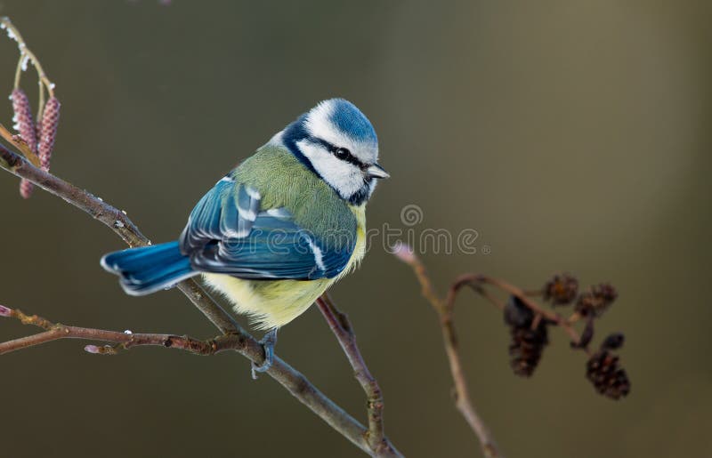Blue tit on a twig