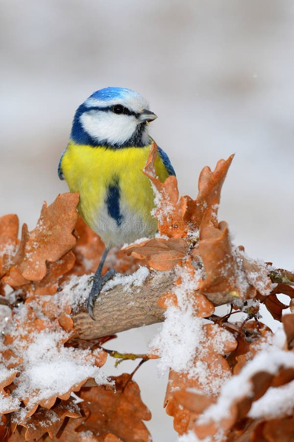 Blue tit in winter