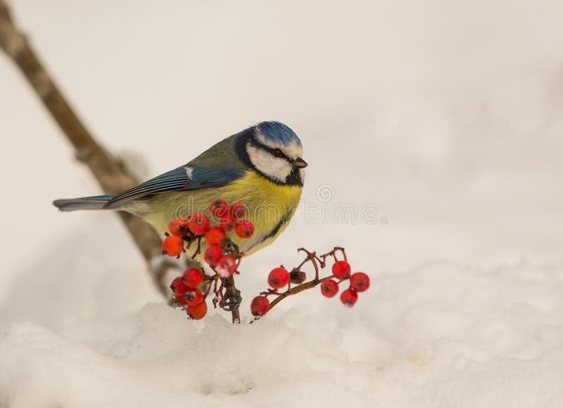 Blue Tit in winter time