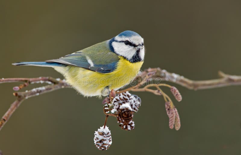 Blue tit on a winter twig