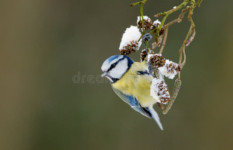 Blue tit on a winter twig