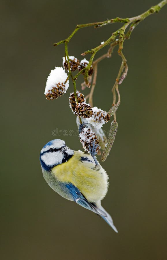 Blue tit on a winter twig