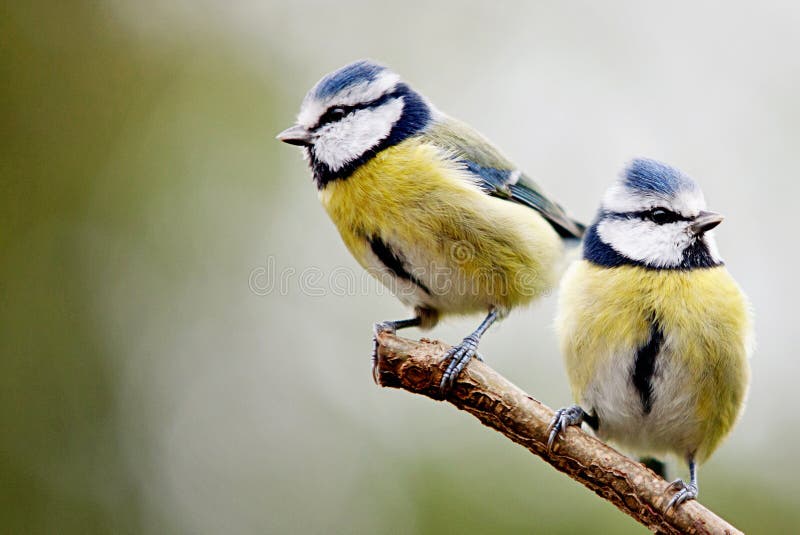 Blue Tit, Tit, Tits Cyanistes Stock Image - Image of shine, tits: 27734713