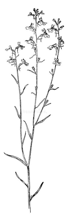 biennial plant drawing