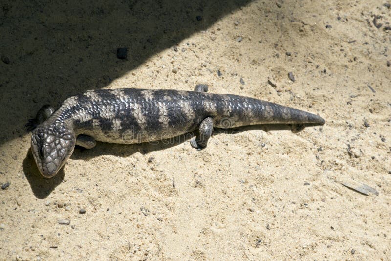 A blue tongue lizard stock photo. Image of lizard, monitor 140337104