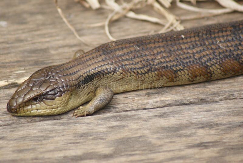 The Australian blue tongue lizard is one of the first lizards I came to know when I arrived in Australia. The reason is that these big friendly skinks are very slow moving. They are easy to observe and easy to catch. Something that can`t be said for many other lizards. The Australian blue tongue lizard is one of the first lizards I came to know when I arrived in Australia. The reason is that these big friendly skinks are very slow moving. They are easy to observe and easy to catch. Something that can`t be said for many other lizards.