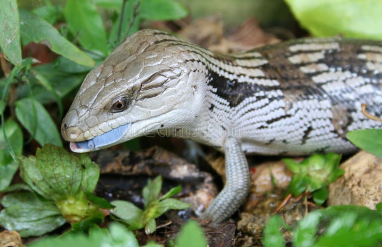 8,413 Lizard Tongue Stock Photos - Free & Royalty-Free Stock Photos
