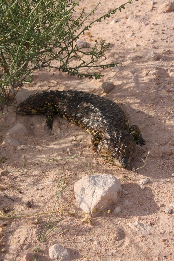 Blue-tongued skink, Tiliqua rugosa, Ausatralia