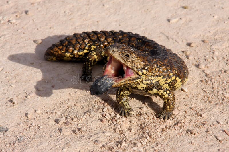 Blue-tongued skink, Tiliqua rugosa, Ausatralia