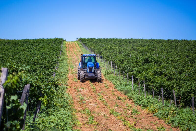 Blue Tractor among Vineyards during Summertime Stock Photo Image of agricultural, landscape