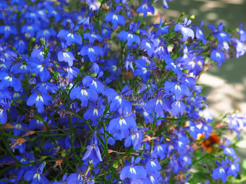 Blue Trailing Lobelia Flowers Close Up Shot Stock Image - Image of ...