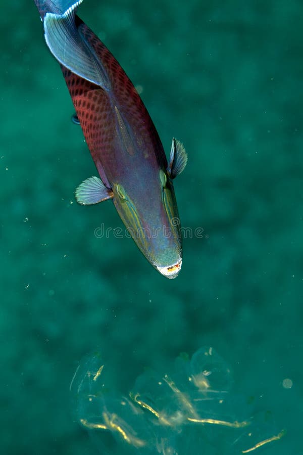 Blue triggerfish (pseudobalistes fuscus)