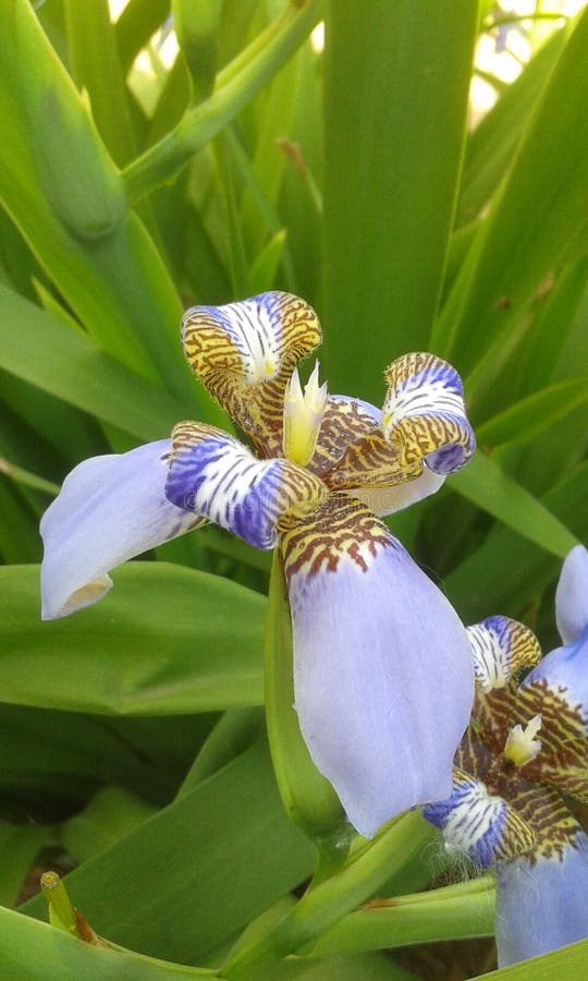 Blue tropical flower stock photo. Image of outside, petal 125553984