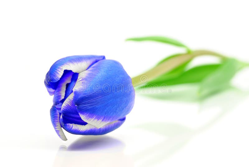 Blue tulip