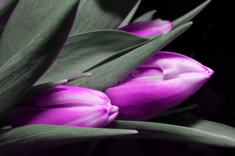 Blue Tulips Flowers