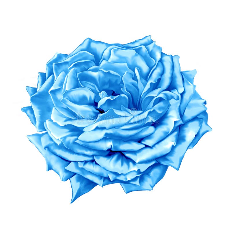 Blue turquoise Rose Flower vector illustration