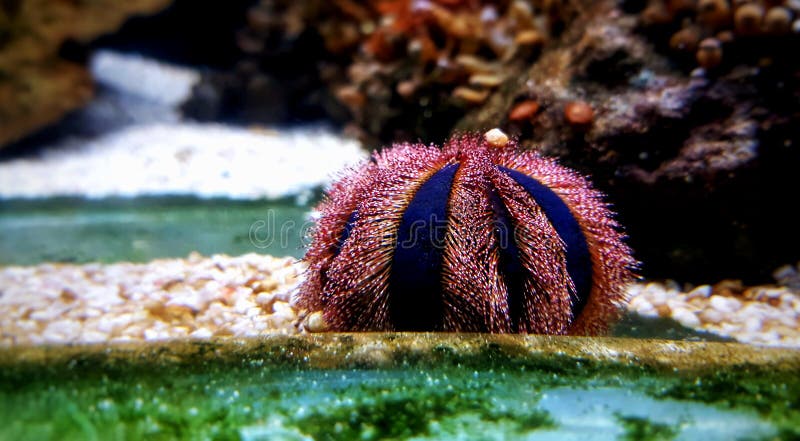 Blue Tuxedo Urchin Mespilia globulus