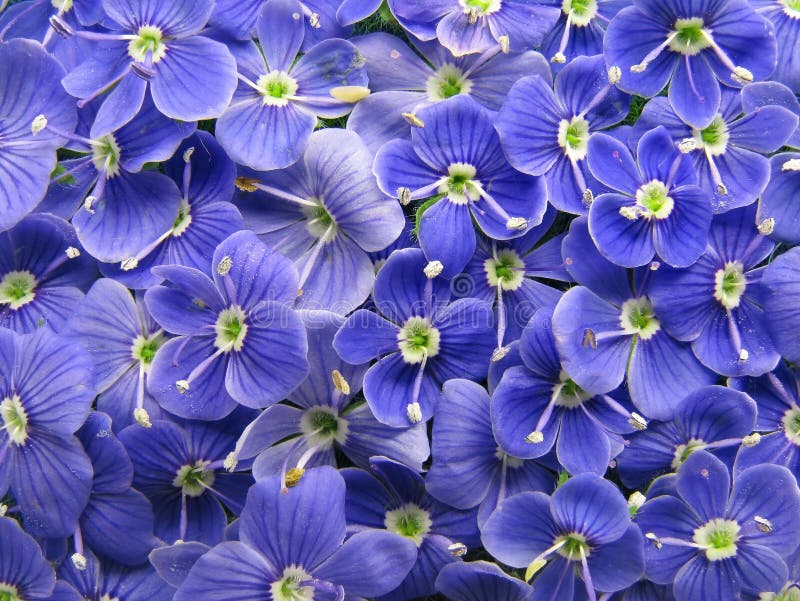 Blue veronica flowers stock image. Image of petal, nature 24914527