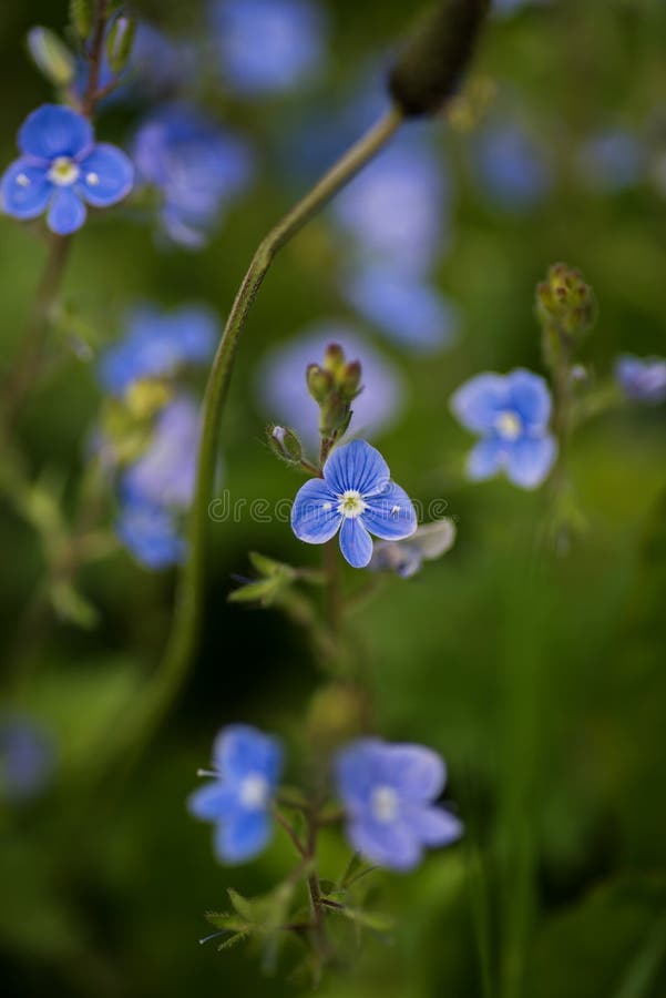 Blue Veronica Flowers on a Field Stock Image Image of macro, plant