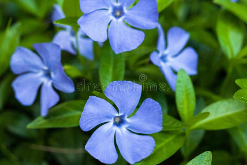 Blue Vinca plant stock photo. Image of sunny, flower 69970198