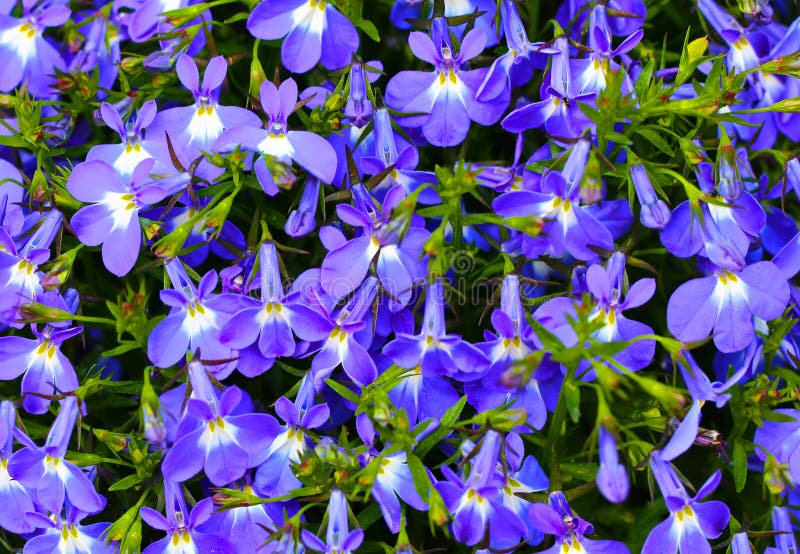 Blue Violet Flowers Background Stock Photo - Image of leaf, fresh: 63654930