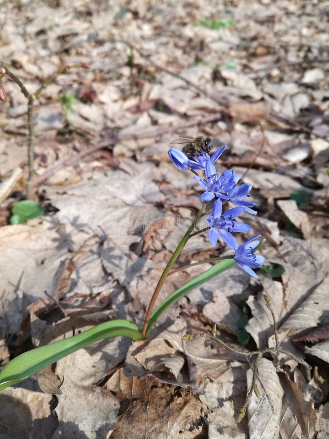 Blue Violet. Honey bee. stock photo. Image of woods, violet 87955536