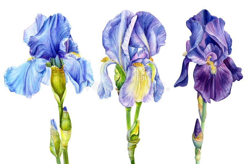 Blue and violet iris isolated on white background watercolor botanical illustration