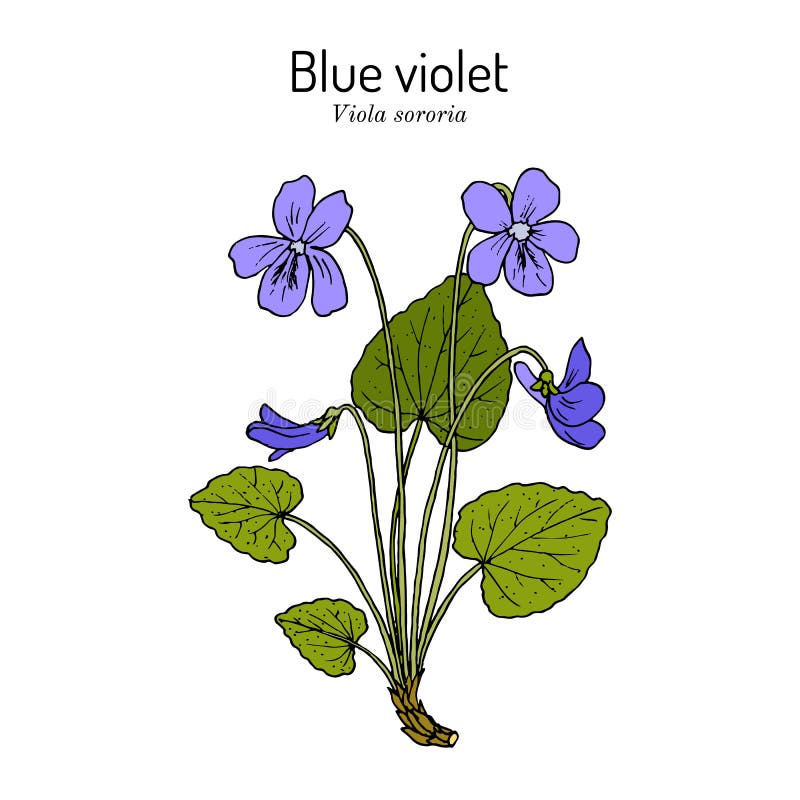 Viola Plant Stock Illustrations – 3,509 Viola Plant Stock Illustrations ...