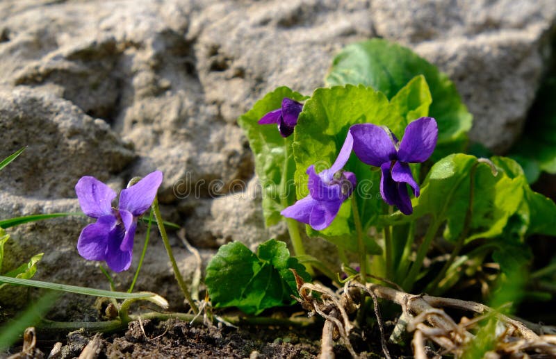 Blue Violets in the Forest Viola Odorata Stock Photo - Image of green,  natural: 146814670