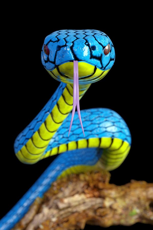 268 Snake 3d Stock Photos - Free & Royalty-Free Stock Photos from Dreamstime