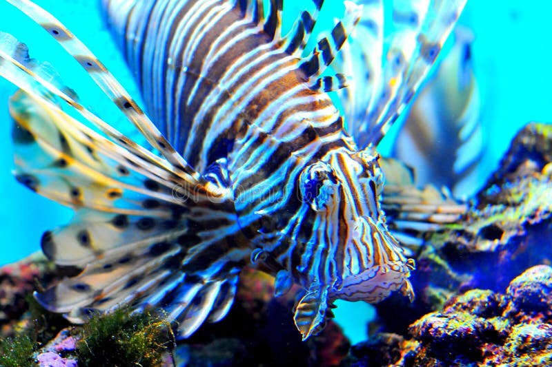 Blue Volitan Lionfish in Aquarium