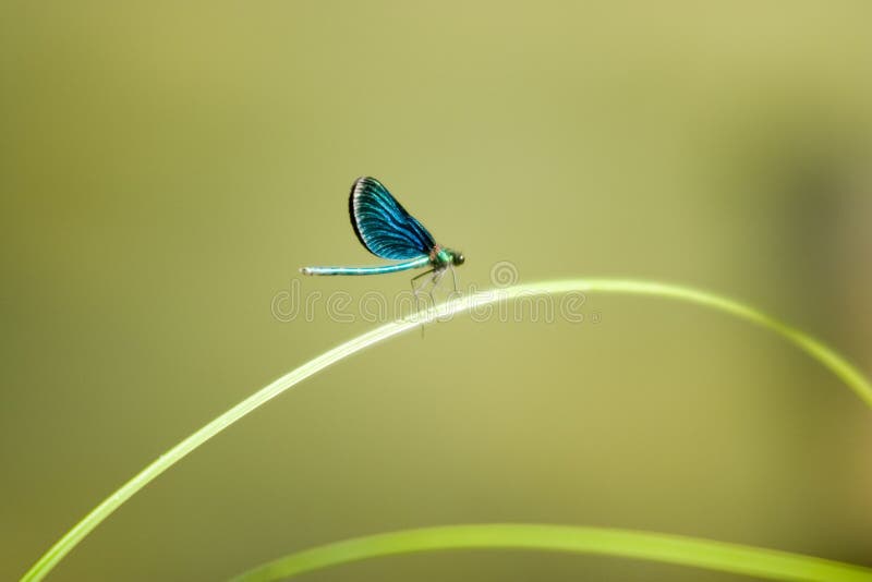 Blue water bug close-up