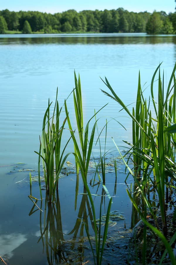 Blue water with clouds reflected in it in a lake with reeds against the background of deciduous forest picturesque stock images Blue water with clouds reflected in it in a lake with reeds against the background of deciduous forest picturesque stock images