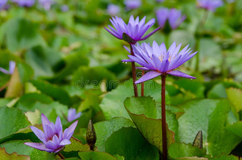 Blue Water Lilies Blooming in the Pond Stock Photo Image of floral